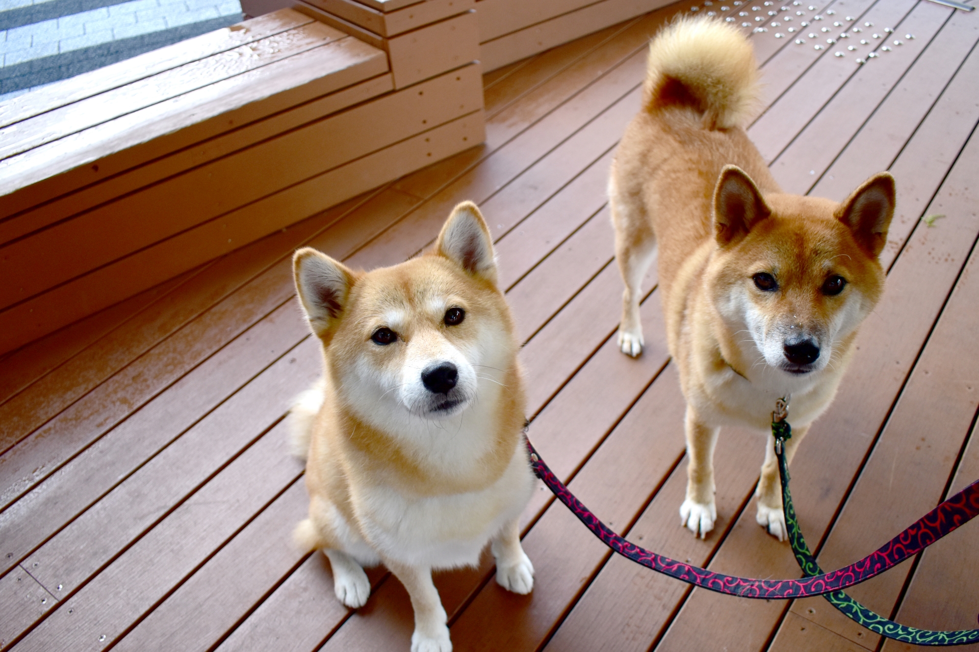 ペットとウッドテラス